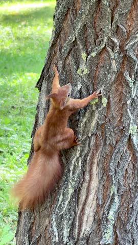 Vibrant Red Squirrel Climbing a Textured Pine Tree Trunk with a Hooded Crow in the Blurred Background	