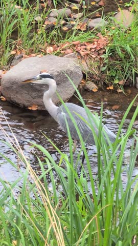  Grey Heron Standing on River Stones in Shallow Stream