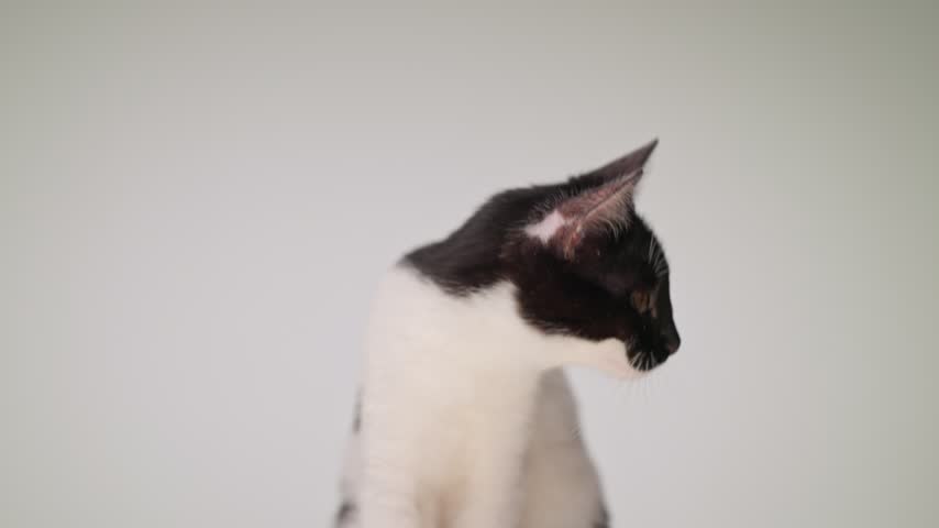 Curious black and white cat sitting looking side looking up looking forward on white background