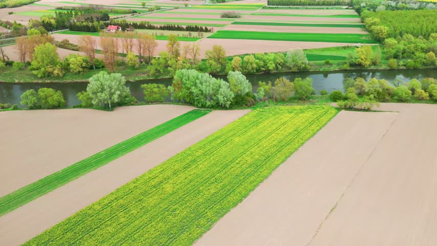 Yellow rapeseed strip blooming between bare plowed plots beside a calm river lined with fresh green trees, aerial view of colorful farmland mosaic, concept of oilseed crops and seasonal agriculture