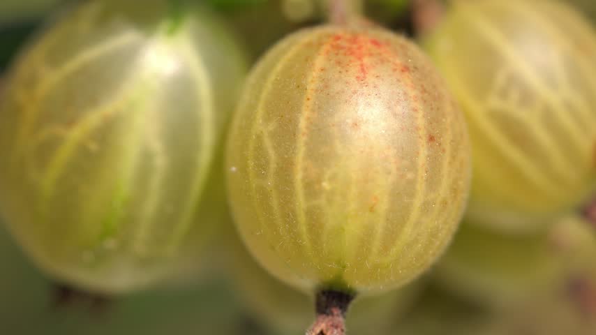 Plump green and yellow gooseberries hanging and swaying gently on a thorny branch while zooming out revealing more fruits against a blurred green background