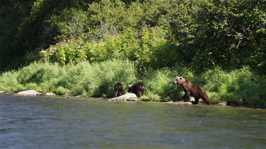 Slow motion of brown bear mother standing up on hind legs on river bank and looking around while her two cubs walk along the shore into tall green grass, Kamchatka, Russian Far East