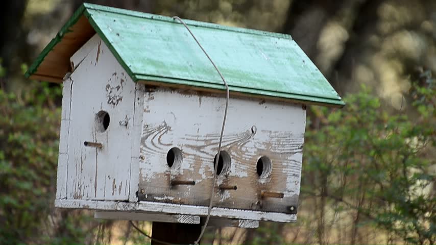 Blue tit in the little house with the green roof