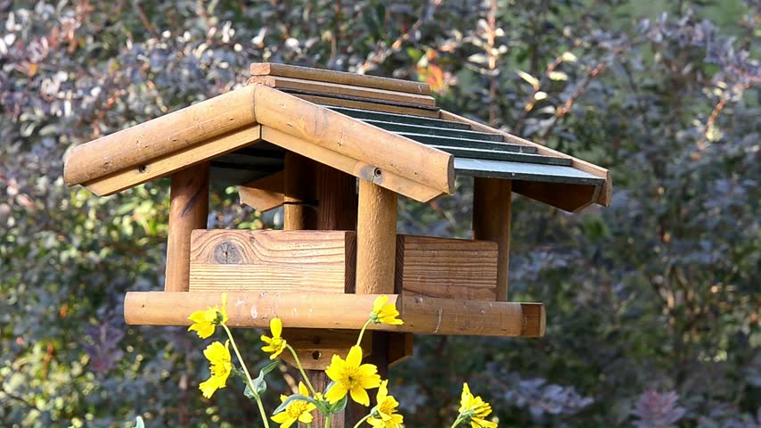 Great tit and blue tits at the little wooden house