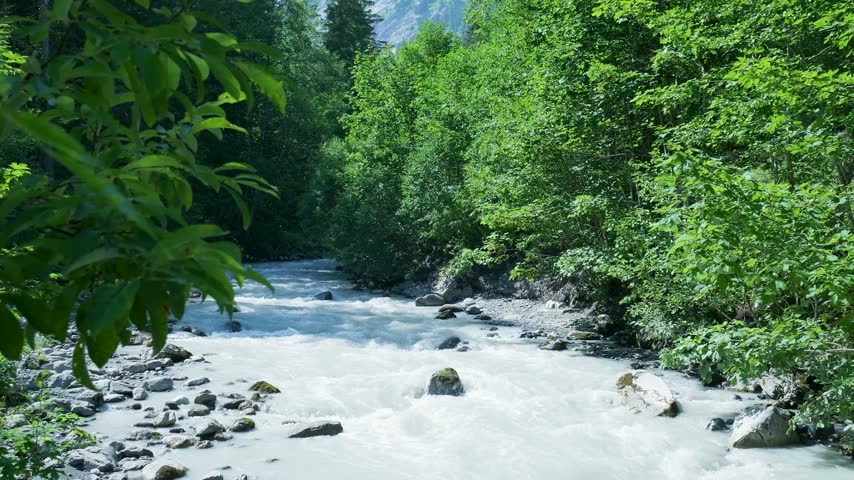 White water rapids of a glacial river running through a dense, sunlit forest. Switzerland