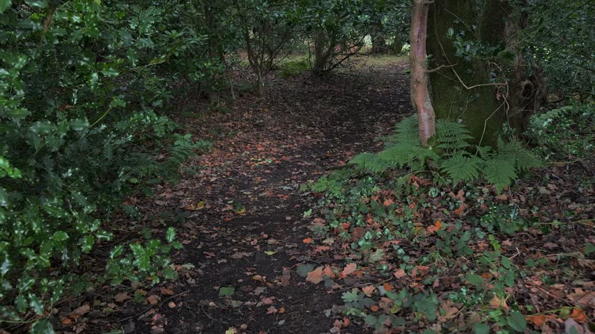 Walking into the dark woods