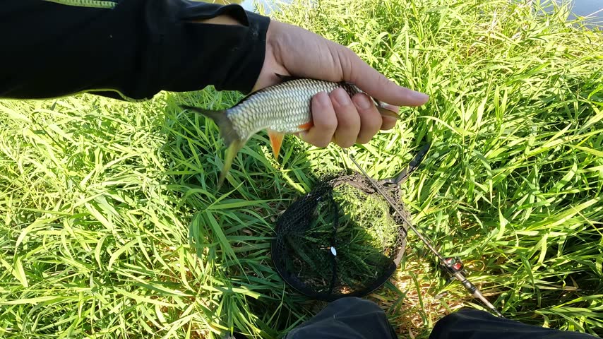POV fisherman proudly holding a freshly caught European chub (Squalius cephalus) above a landing net on sunny grassy river bank.