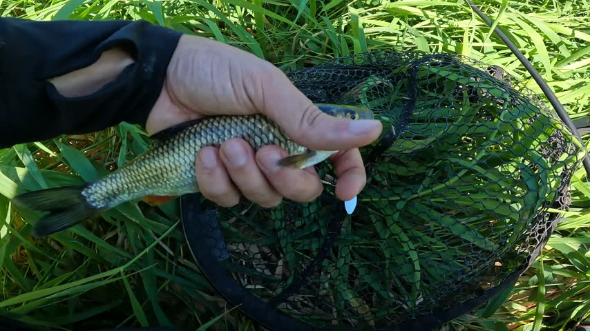 Close up POV of angler holding caught European chub (Squalius cephalus) prior to release. Freshwater sportfishing and wildlife conservation.