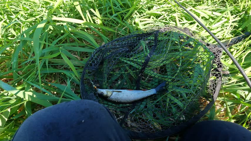 POV angler unhooking caught European chub (Squalius cephalus) in a landing net on river bank. Catch and release sportfishing concept.