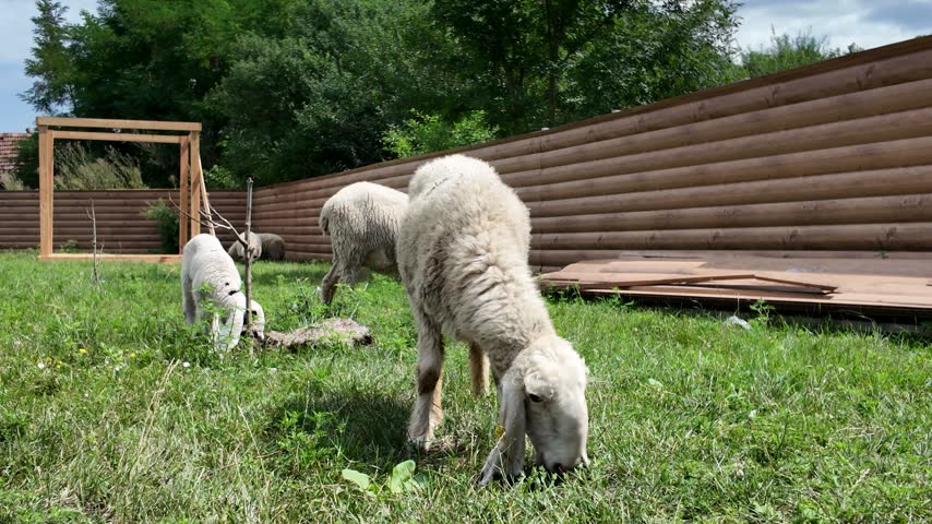 Sheep peacefully graze on lush green grass in a wooden-fenced pasture. The serene outdoor setting is surrounded by trees and wooden structures, showcasing rural farm life.