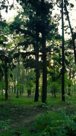 big trees in the forest