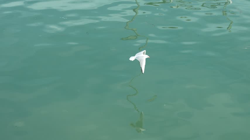 Seagull flying over the surface of the water, viewed from above and captured in smooth slow motion. The bird’s wings and shadow move across the textured water surface, creating a dynamic aerial wildlife scene.
