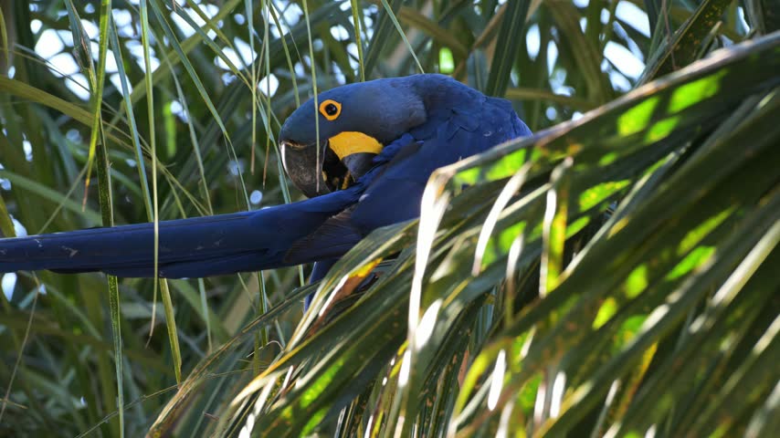 Hyacinth macaw, Anodorhynchus hyacinthinus, Ara, Parrot, hyacinthine macaw, is a large parrot native to central and eastern South America, Port Jofre, Pantanal, Cuiaba