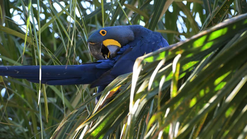 Hyacinth macaw, Anodorhynchus hyacinthinus, Ara, Parrot, hyacinthine macaw, is a large parrot native to central and eastern South America, Port Jofre, Pantanal, Cuiaba