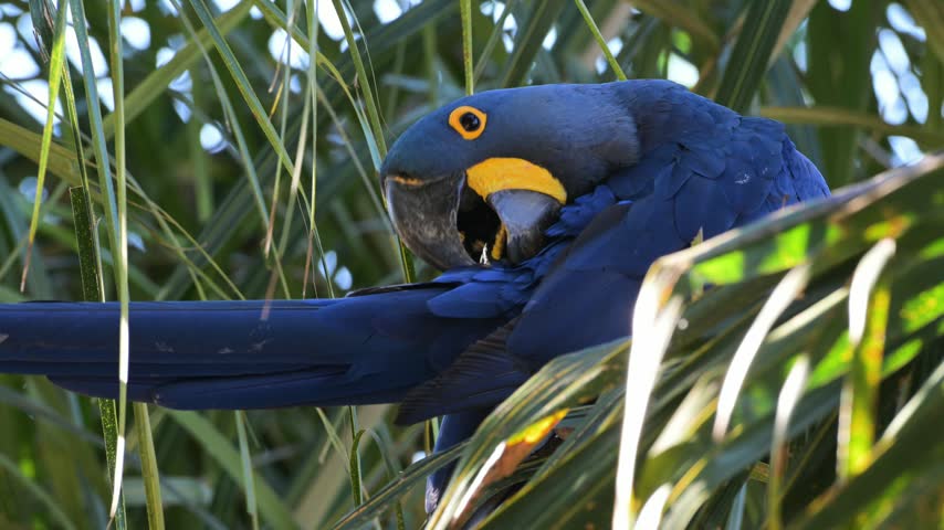 Hyacinth macaw, Anodorhynchus hyacinthinus, Ara, Parrot, hyacinthine macaw, is a large parrot native to central and eastern South America, Port Jofre, Pantanal, Cuiaba
