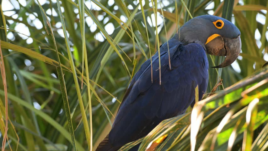 Hyacinth macaw, Anodorhynchus hyacinthinus, Ara, Parrot, hyacinthine macaw, is a large parrot native to central and eastern South America, Port Jofre, Pantanal, Cuiaba