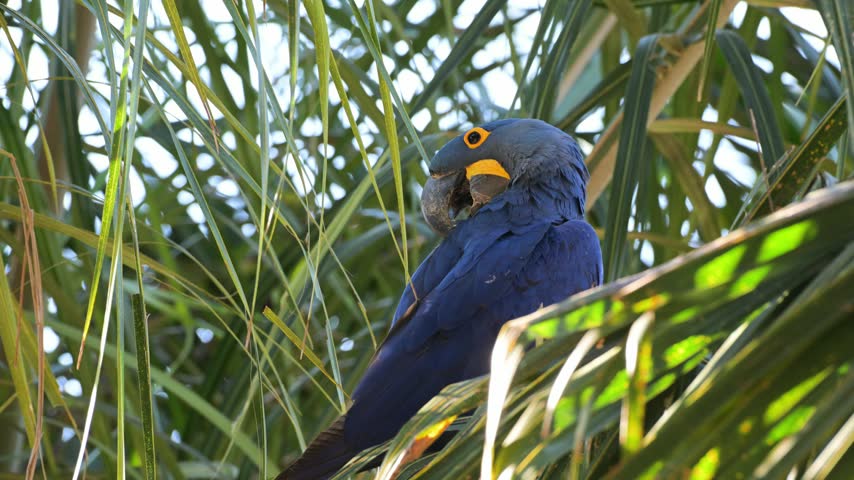 Hyacinth macaw, Anodorhynchus hyacinthinus, Ara, Parrot, hyacinthine macaw, is a large parrot native to central and eastern South America, Port Jofre, Pantanal, Cuiaba