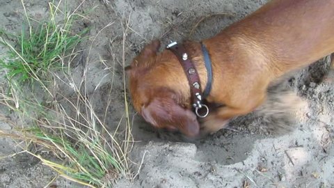 The dog, dachshund, digs a hole