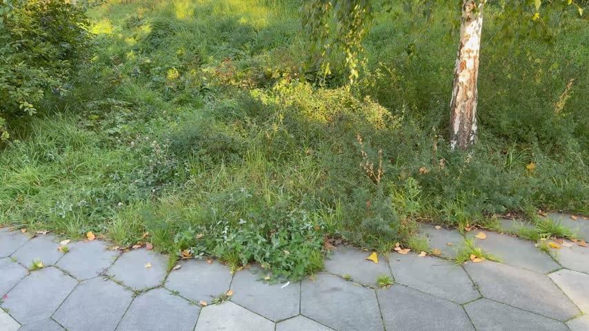 Lush green weeds and wild grass growing near a concrete path in a summer park outdoors. Wild grass, green weeds, concrete path, summer park.
