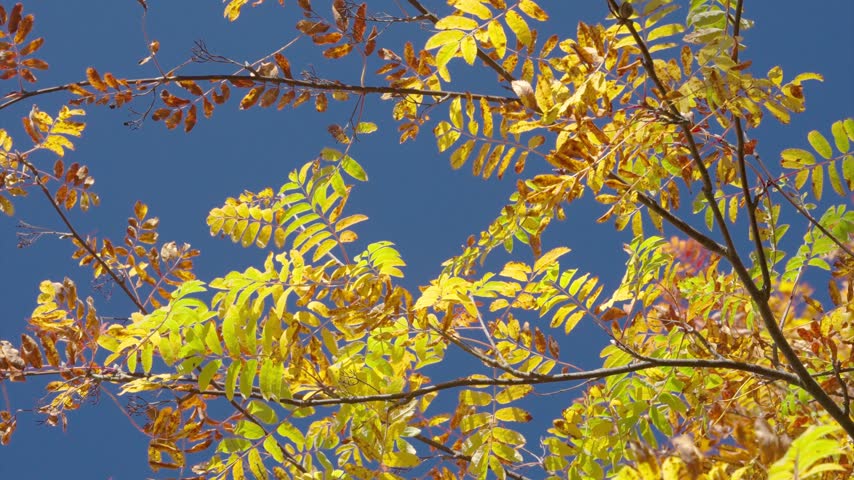 Treetop leaves turning yellow and brown sway in breeze against clear deep blue sky