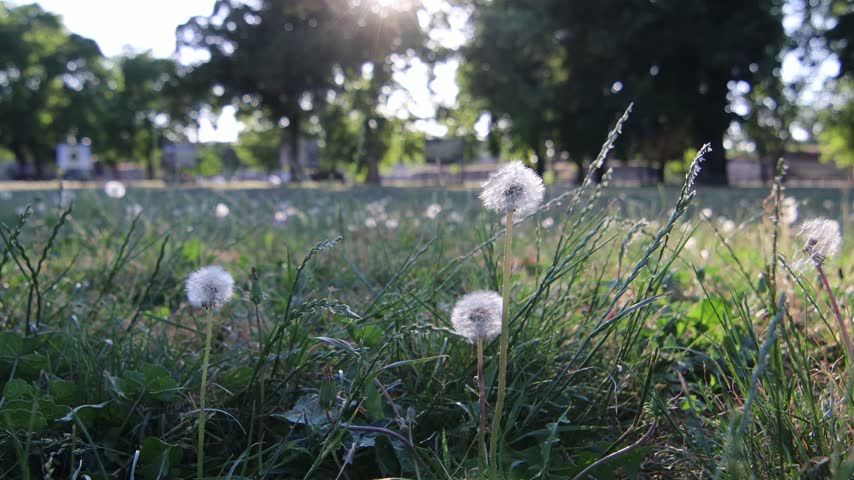 A park in the spring at sunset
