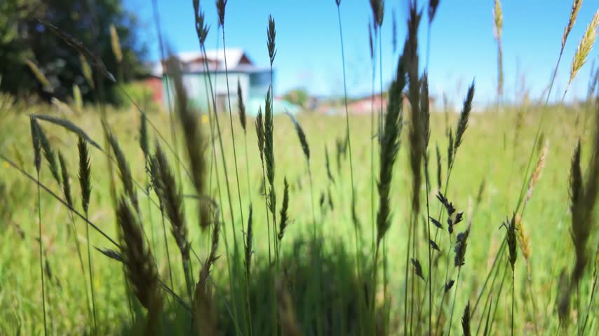 Tall grass moving in front of rural homes