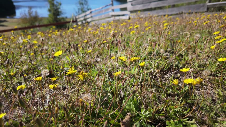 Yellow wildflowers growing in a sunny meadow