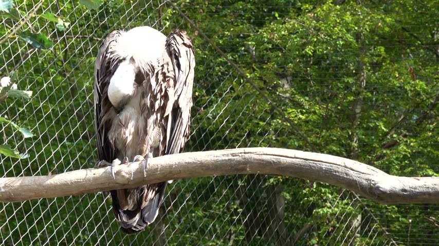 The vulture in the aviary in all its glory