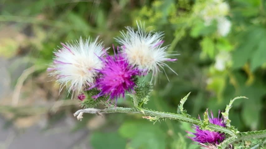 Beautiful blooming purple thistle flowers and fluffy white seeds in a summer field
