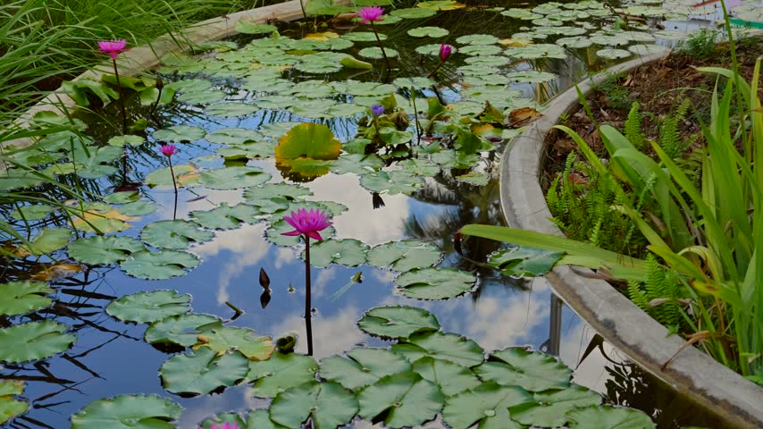 Lilly pad in a pond 4k