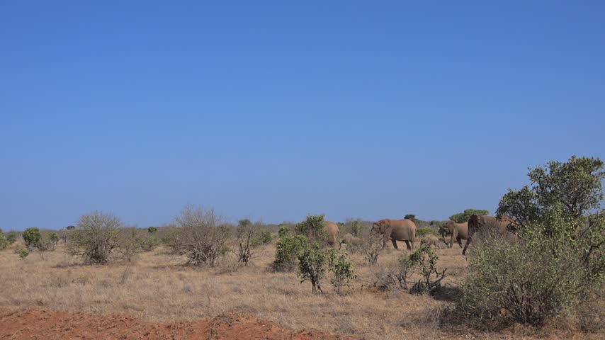  African elephants are members of the genus Loxodonta comprising two living elephant species, the African bush elephant (L. africana) tsavo east kenya