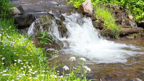the rapid flow of pure mountain stream in a green grass Stock video