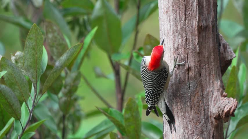 A male Red-bellied Woodpecker clings vertically to a weathered tree trunk in a lush woodland setting. The bird probes the wood grain with its long bill, displaying its bold red crown, black-and-white barred back, and subtle reddish belly wash. Crisp slow-motion capture highlights natural foraging behavior and fine feather textures of native North American woodpeckers.