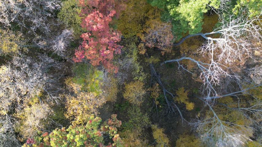 Panning out from the tree tops to see the urban area of the Midwest in the late afternoon sun. 
