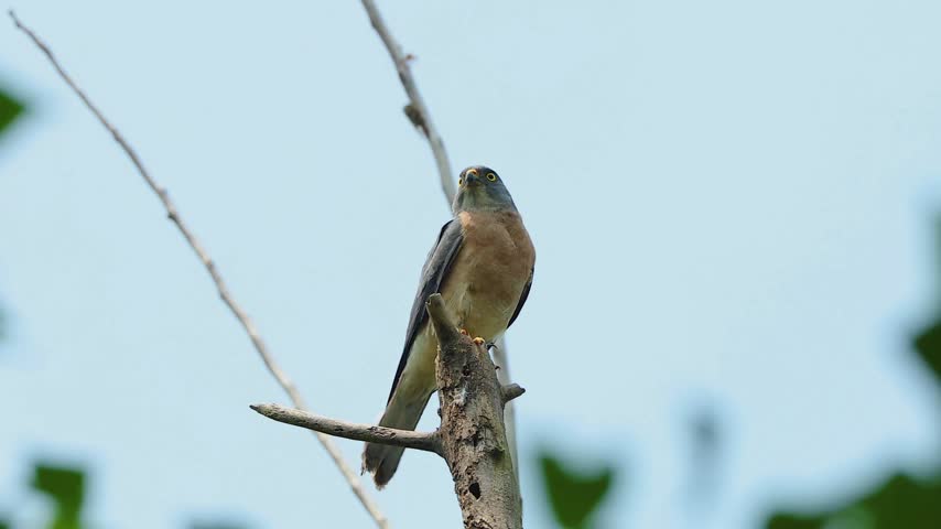 Wild grey bird of prey looking backward perched on a bare dead tree branch against a clear sky