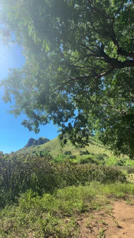 Expansive Green Landscape with Trees and Hills Under Blue Sky