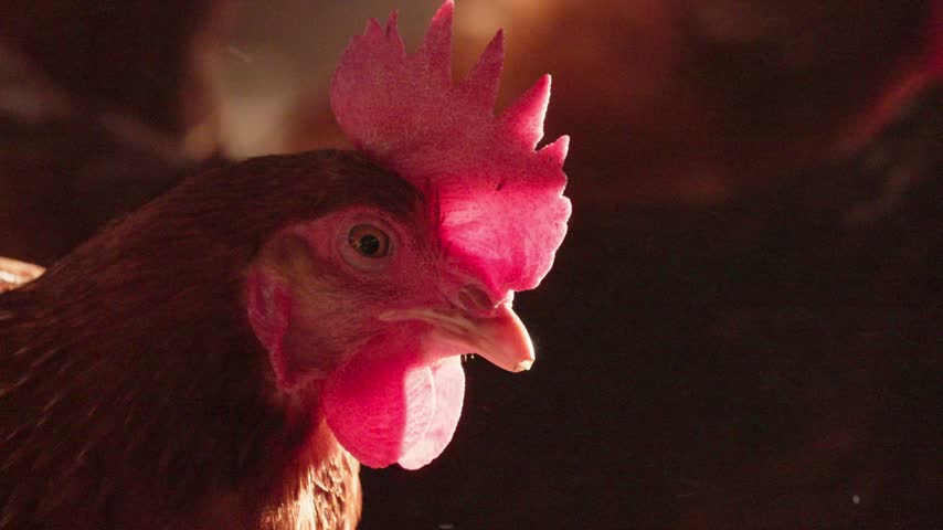 A detailed close-up shot of a chicken
