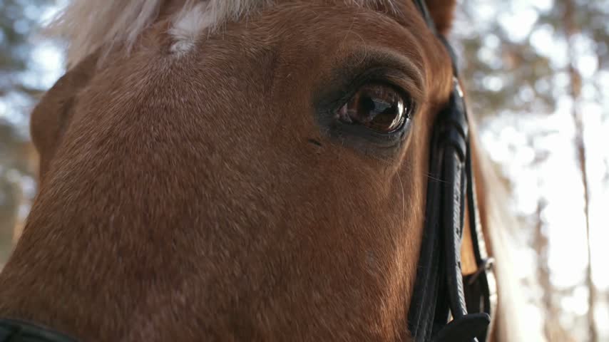 A detailed close-up shot of a brown horse