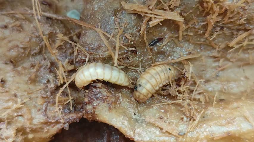 Maggots inside the trunk of a dead papaya tree.