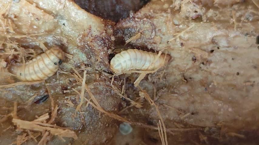 Maggots inside the trunk of a dead papaya tree.