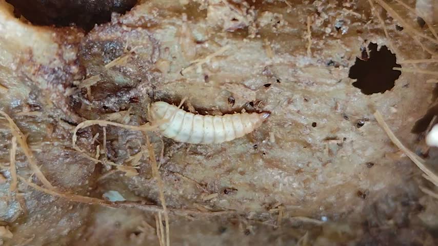 Maggots inside the trunk of a dead papaya tree.