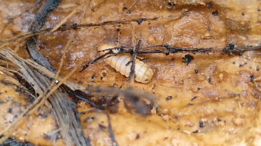 Maggots inside the trunk of a dead papaya tree.