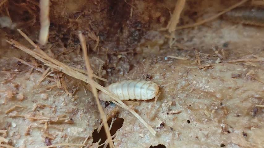 Maggots inside the trunk of a dead papaya tree.