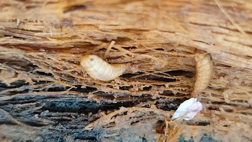 Maggots inside the trunk of a dead papaya tree.