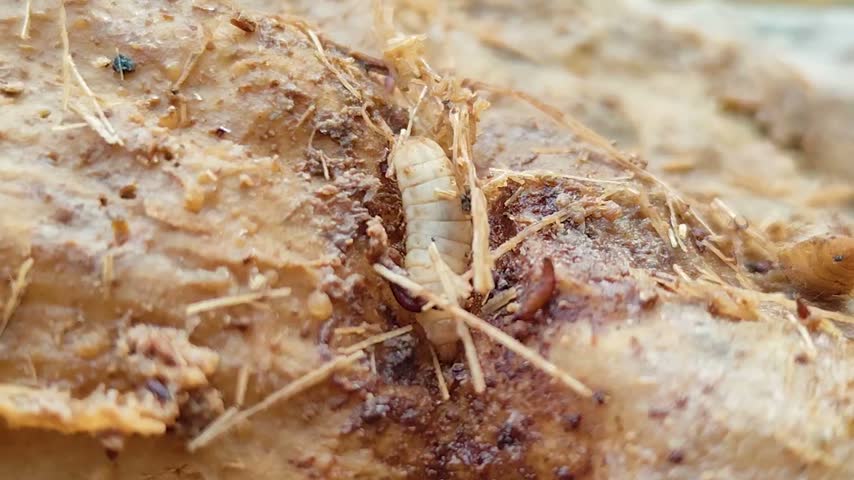 Maggots inside the trunk of a dead papaya tree.