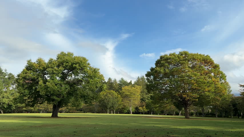 Two Large Trees Framing a Wide Green Lawn Under a Blue Sky in Early Autumn
