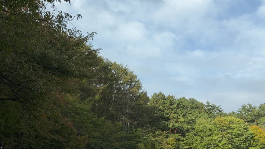 Early Autumn Park Landscape with Mixed Forest Edge and a Bright Blue Cloudy Sky