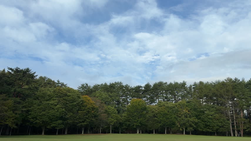 Wide Open Park Lawn with a Mixed Forest of Pine and Deciduous Trees Under a Blue Sky