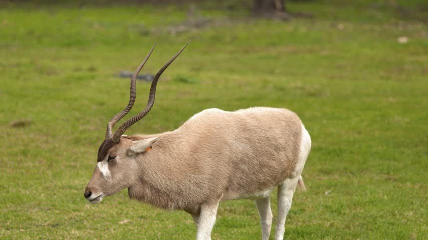 An endangered addax antelope stands calmly while chewing food in a grassy meadow.