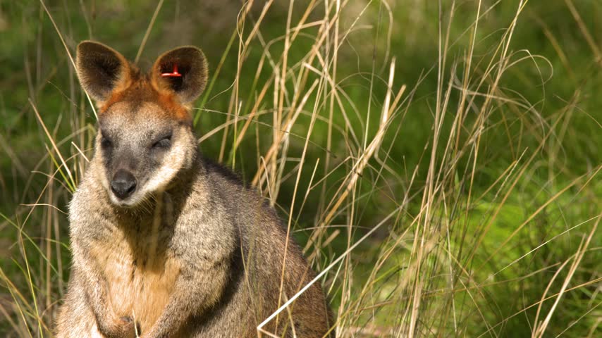 A swamp wallaby sits alert among tall dry grass in sunny Dubbo, Australia.